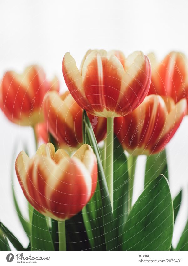 tulips Lifestyle Shopping Luxury Style Feasts & Celebrations Valentine's Day Nature Plant Spring Flower Tulip Meadow Fragrance Relaxation Glittering Illuminate