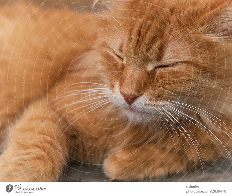 red adult cat sleeps curled up Joy Relaxation Sun Animal Pet Cat 1 Sleep Funny Cute Brown Yellow Red Serene orange Domestic fluffy young pretty one hair