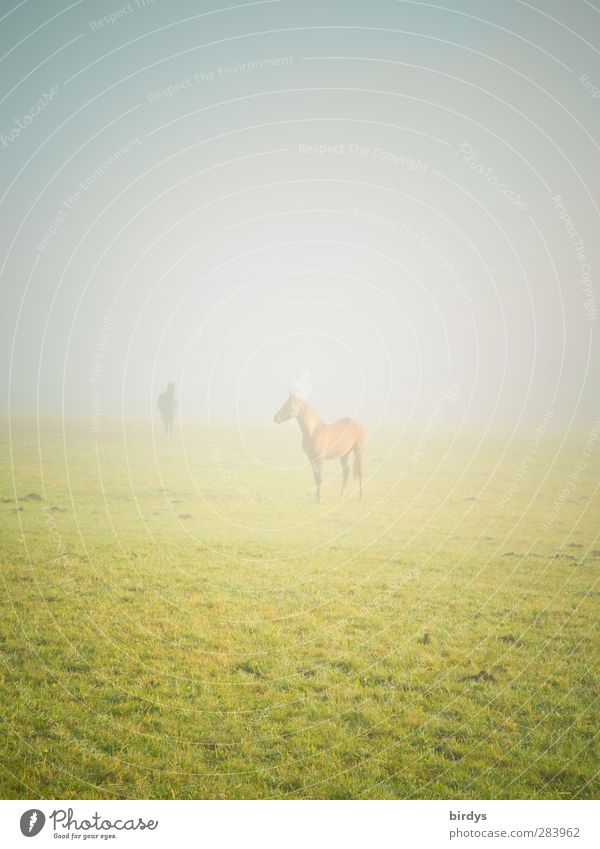 Encounter in the morning mist Landscape Autumn Fog Meadow Horse 2 Animal Wait Infinity Positive Beautiful Together Calm Curiosity Movement Relationship