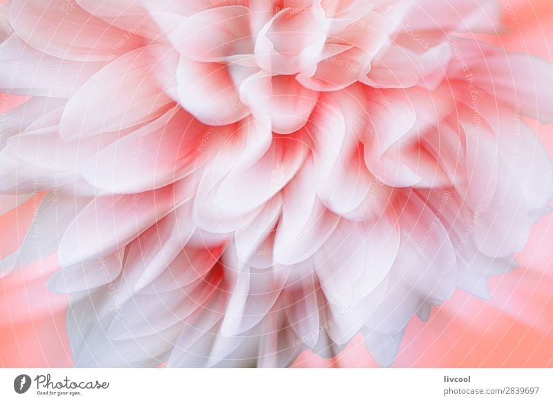 dahlia in coral color background Nature Plant Spring Flower Blossom Village Authentic Exceptional Beautiful Uniqueness Natural Cute Pink White Loneliness Colour