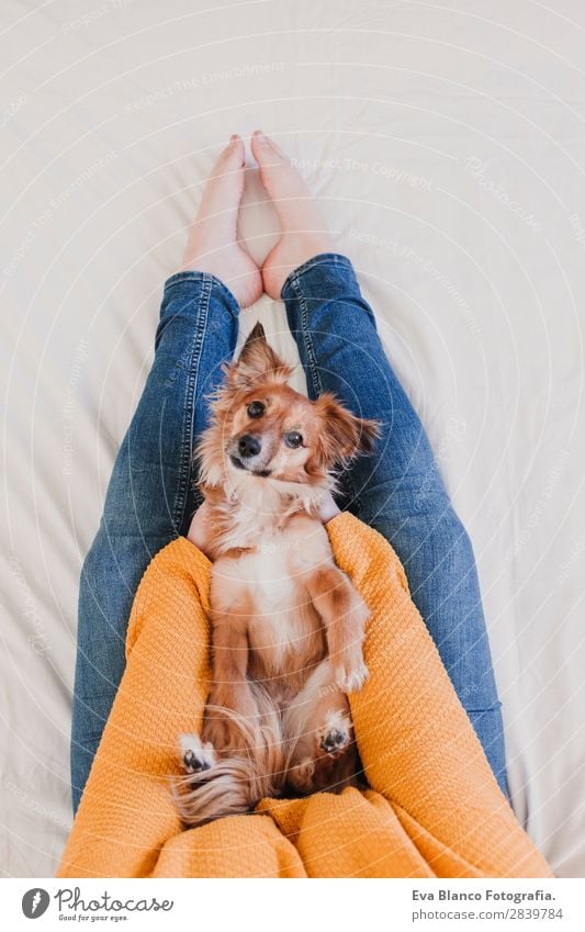 young woman and her cute dog on bed Lifestyle Joy Happy Beautiful Relaxation Bedroom Woman Adults Family & Relations Friendship Animal Pet Dog Kissing Laughter