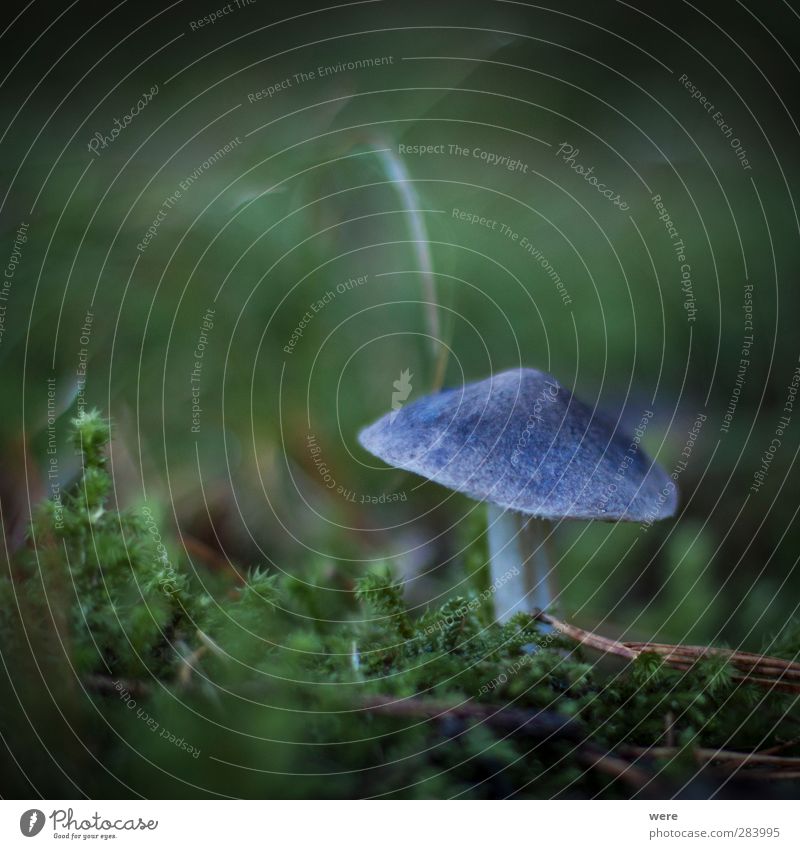 magic mushroom Eating Slow food Alternative medicine Intoxicant Nature Autumn Leaf Forest Discover Blue Debauchery Drug addiction Autumn leaves Mushroom