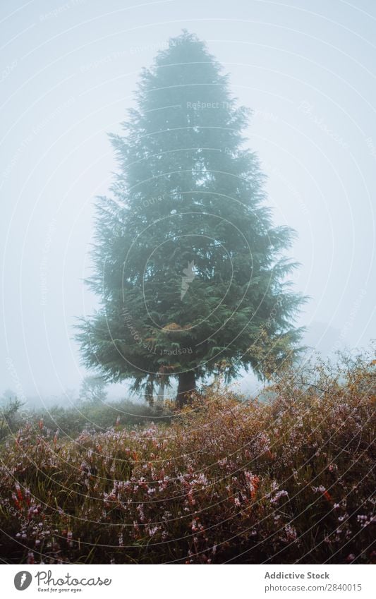 Pine tree in foggy morning pine tree Fog Landscape Spruce Forest Magic Peaceful Haze Spooky Deserted Seasons Colour Nature Rural Adventure scenery Mysterious