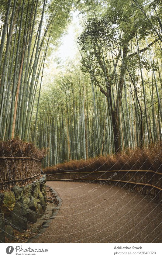Pathway in beautiful bamboo forest Park Bamboo pathway Landscape Garden Green Nature Corridor Vantage point Plant Street Serene Forest Environment Beautiful