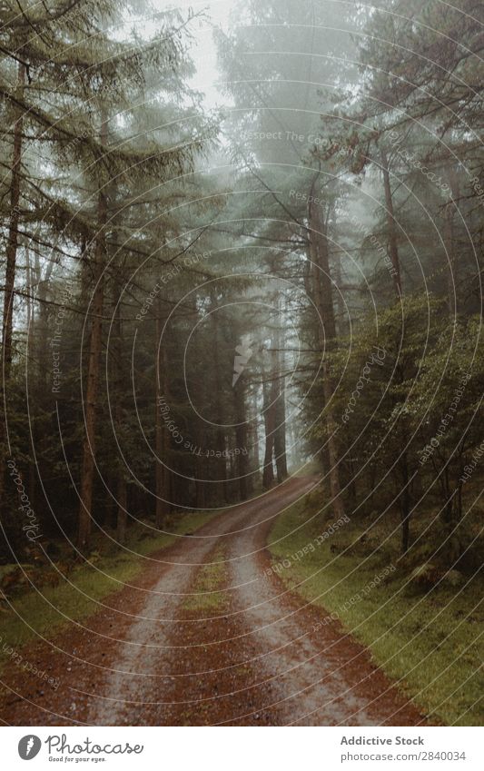 Foggy coniferous woods with pathway Forest Spooky Street Mysterious Nature scenery Environment tranquil Beauty Photography Mystery Vacation & Travel Footpath