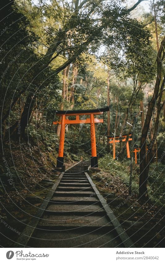 Pathway in woods with sacral gates Gate sacred Garden torii oriental Architecture Empty Seasons Culture Perspective Religion and faith Tradition