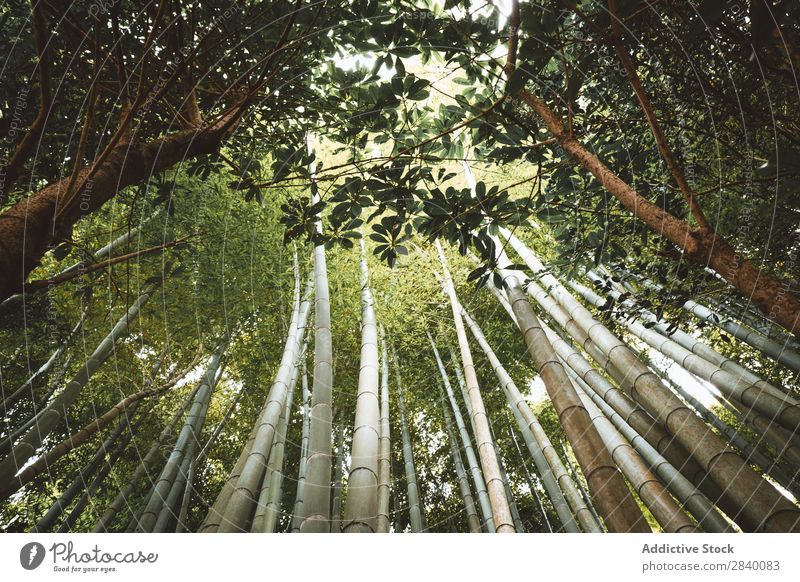 Bamboo trees in woods Forest Tree Green Growth Tropical Wilderness Nature Virgin forest Garden Environment Natural Fresh orient giant Vacation & Travel wildlife
