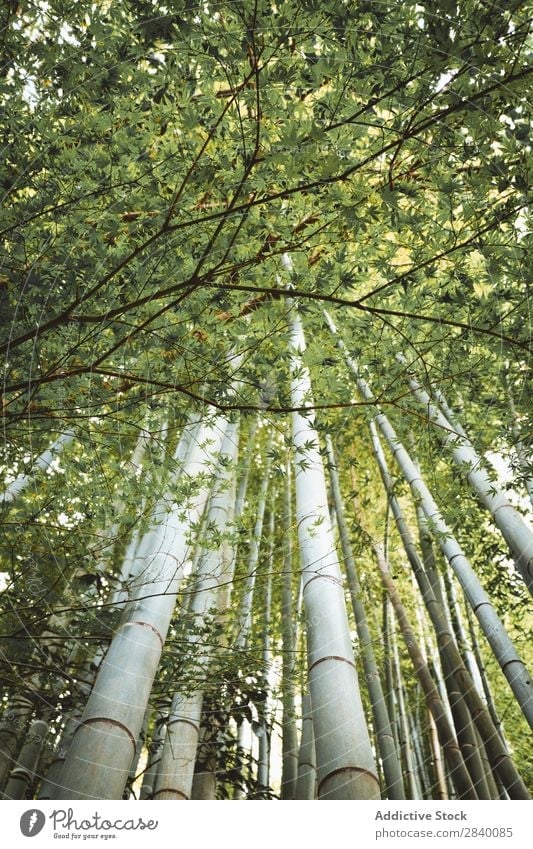 Bamboo trees in woods Forest Tree Green Growth Tropical Wilderness Nature Virgin forest Garden Environment Natural Fresh orient giant Vacation & Travel wildlife