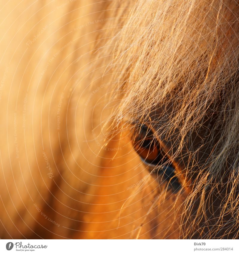 Blonde mane, brown eye Ride Animal Farm animal Horse Mane Hair and hairstyles Pelt Fox 1 Observe Looking Threat Dark Wild Brown Yellow Gold Black Anger