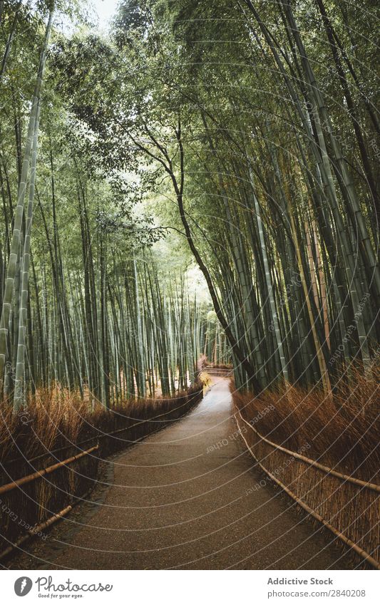 Path in bamboo forest Bamboo Forest Lanes & trails Green Nature Asia Landmark Street Growth Park Plant Culture arashiyama Japan Environment Kyoto Ecological