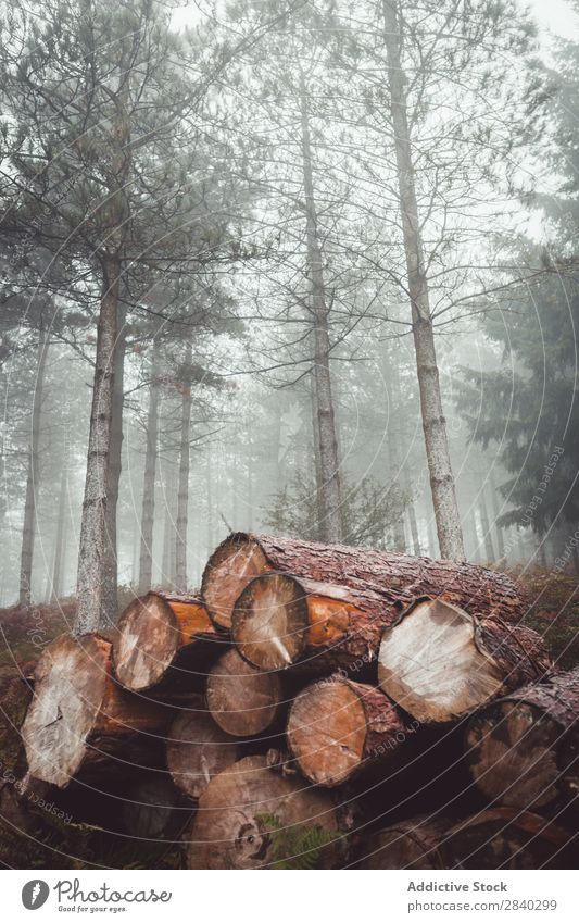 Logs in misty woods Forest Fog Nature Haze Deserted Environment Landscape Stock Timber Accumulation Trunk Tree Cut Rural Moody Industry Peaceful Wood Rustic