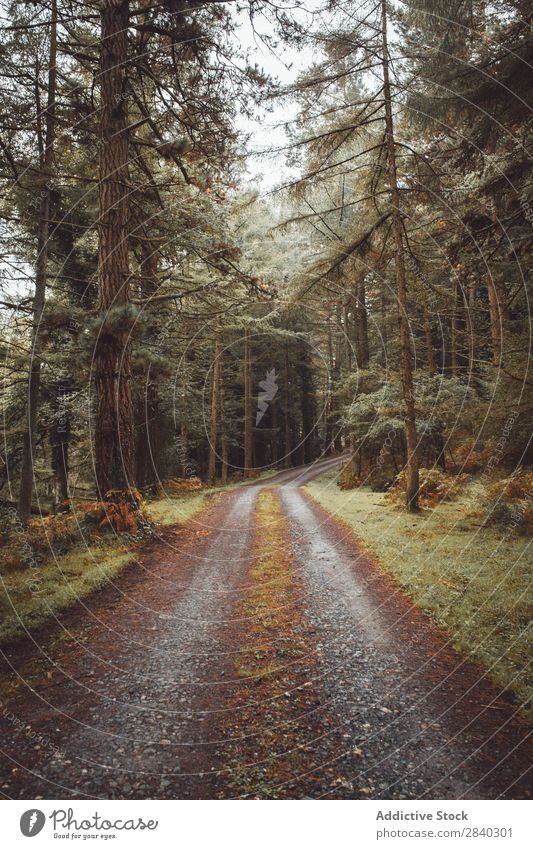 Road running among evergreen trees Street Forest Weather Nature coniferous pathway Landscape tranquil Magic Seasons Exterior shot Tree Traveling roadway Curve