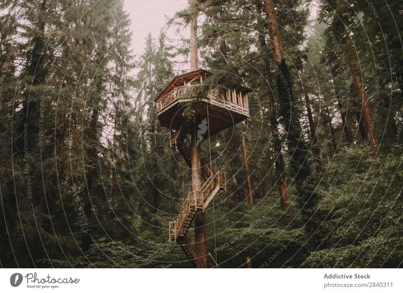 Tree house in bright light House (Residential Structure) Forest Morning Sunbeam Hut Architecture above ground Structures and shapes Construction Landscape
