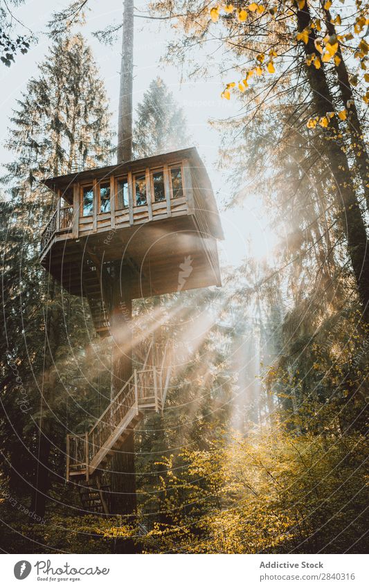 Tree house in bright light House (Residential Structure) Forest Morning Sunbeam Hut Architecture above ground Structures and shapes Construction Landscape