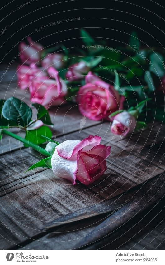 Close-up soft pink roses Rose Pink Beautiful Flower Nature Scissors Love Beauty Photography Colour Blossom leave White Romance valentine Plant Floral Green