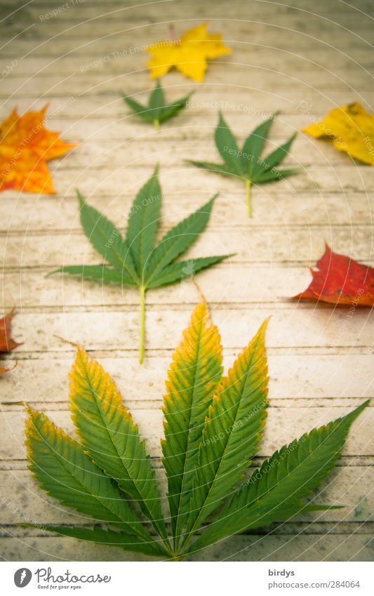 Marijuana leaves and fall foliage Table Autumn Hemp Leaf Maple leaf Cannabis leaf Joie de vivre (Vitality) Change Decoration Autumn leaves Illegal Intoxicant