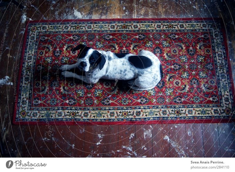 Carpet love. Wooden floor Wooden board Animal Dog 1 Lie Dark Emotions Shadow play Pattern Spotted Dirty Expectation Pet Colour photo Subdued colour