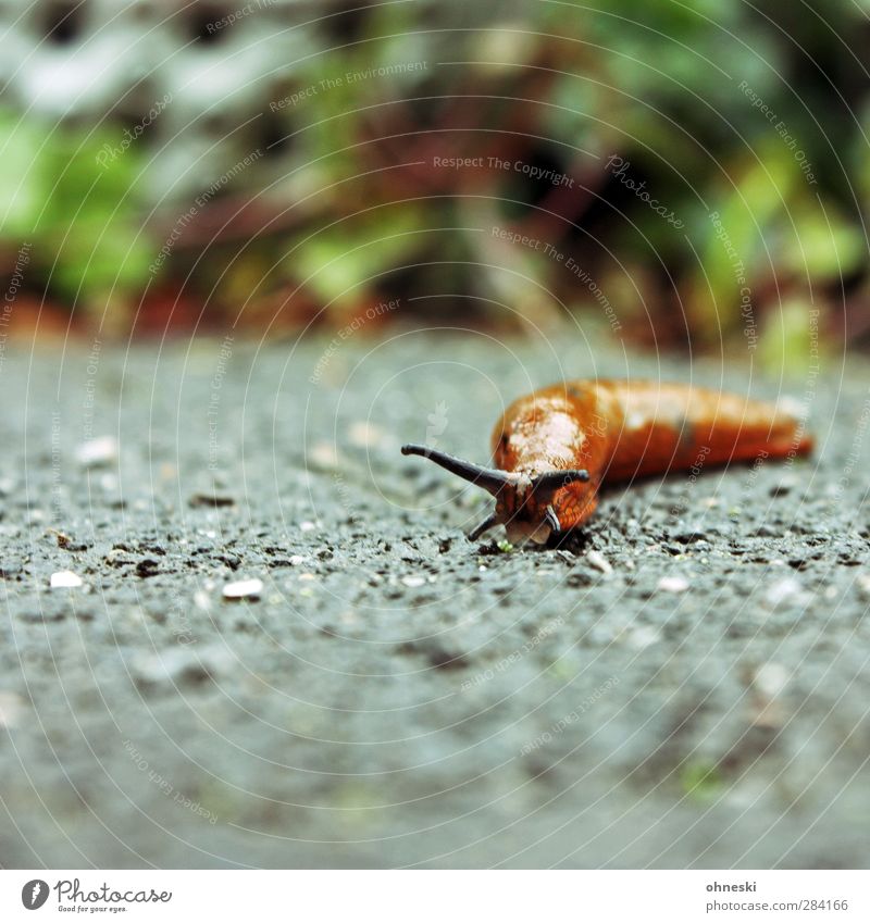 Always take it easy Nature Animal Snail Feeler 1 Serene Slowly Patient Colour photo Exterior shot Copy Space left Copy Space top Copy Space bottom