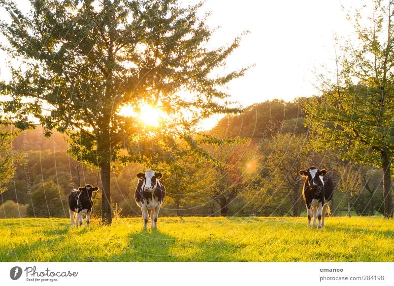 the 3 from the orchard meadow Agriculture Forestry Environment Nature Landscape Sun Summer Autumn Climate Weather Tree Grass Meadow Hill Animal Farm animal Cow