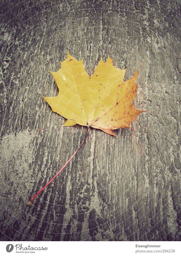 autumn leaf Leaf Autumn leaves Maple leaf Old Esthetic Yellow Transience Board Wood backing Autumnal colours Colour photo Exterior shot Deserted Copy Space top