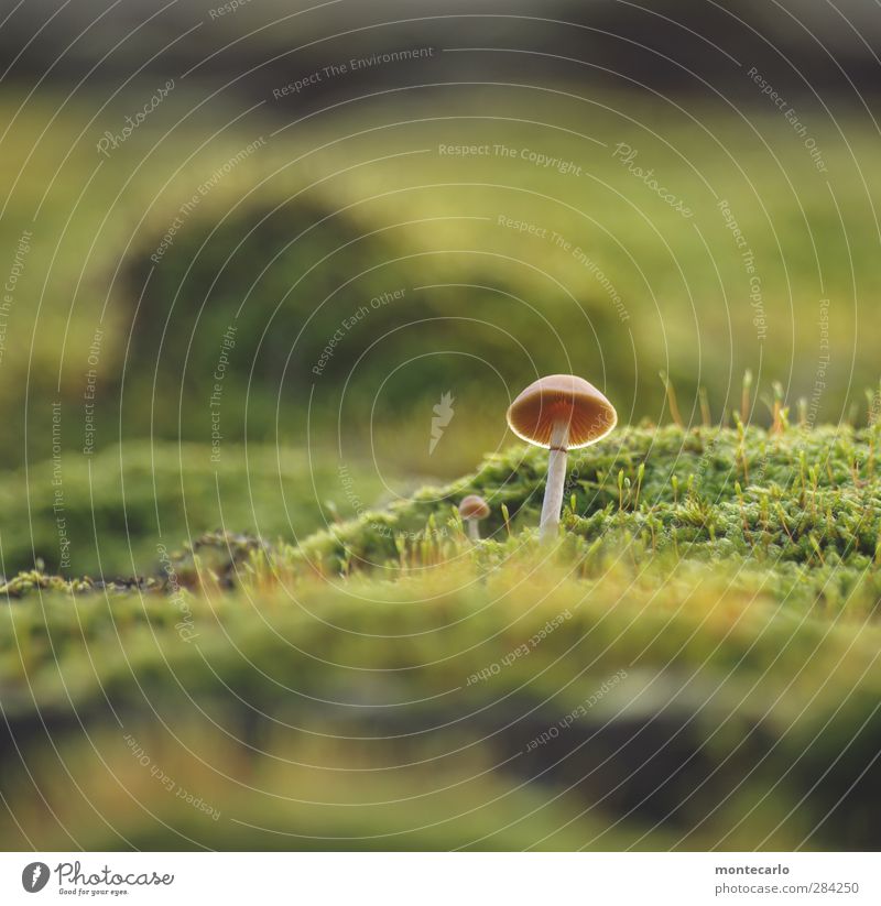 the other day. Environment Nature Plant Autumn Moss Foliage plant Wild plant Mushroom Thin Authentic Simple Small Long Green Colour photo Multicoloured
