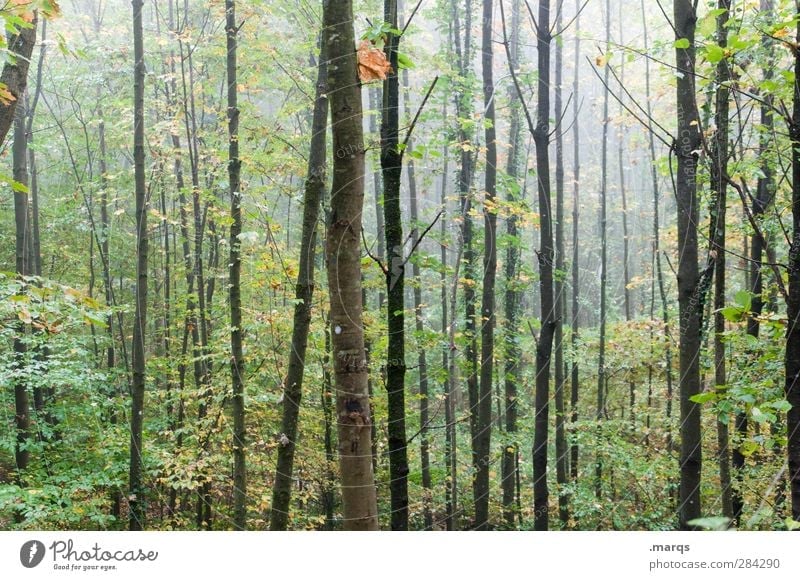thickets Environment Nature Air Autumn Climate Climate change Fog Tree Deciduous forest Forest Cold Wet Habitat Tree trunk Colour photo Exterior shot Deserted