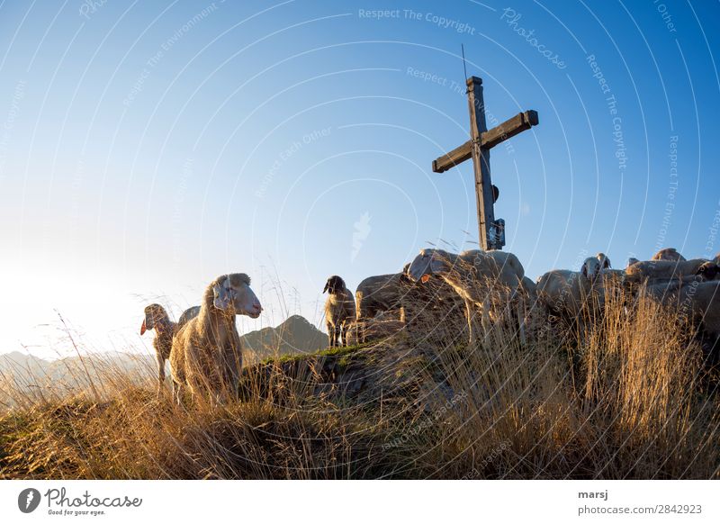 Under the Cross Trip Adventure Mountain Hiking Easter Nature Cloudless sky Autumn Beautiful weather Grass Meadow Alps Gassel height equestrian Peak