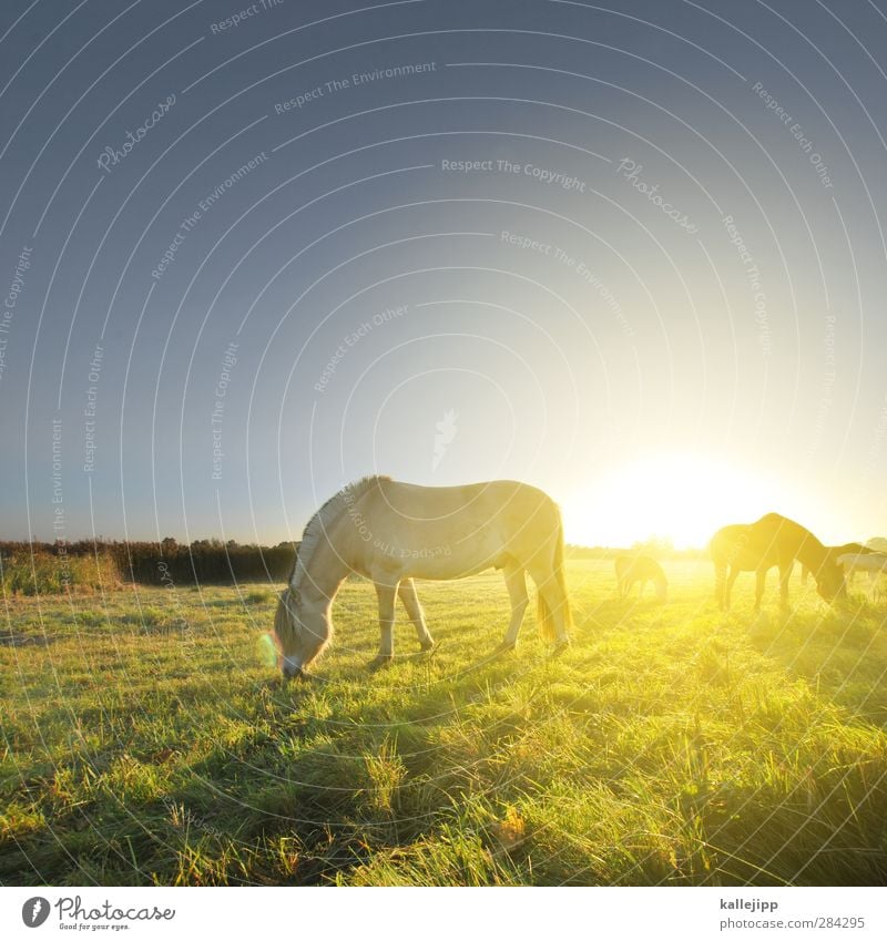 pharmacies poster Environment Nature Landscape Autumn Beautiful weather Meadow Field Animal Farm animal Horse 3 Herd Romance Pasture Day Light Shadow Contrast
