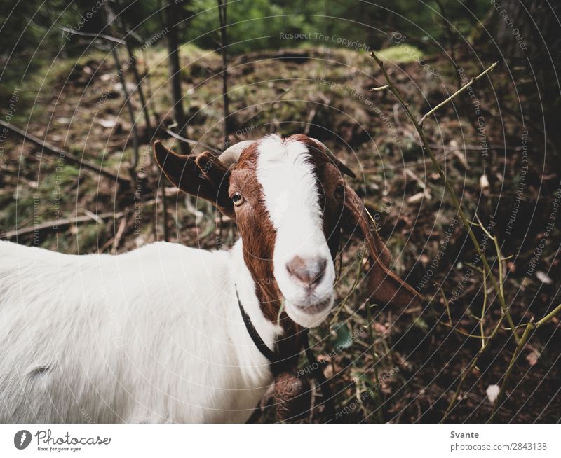 Goat looking into camera Nature Animal Pet Farm animal 1 Love of animals Goats Funny Colour photo Exterior shot Deserted Copy Space top Day Looking
