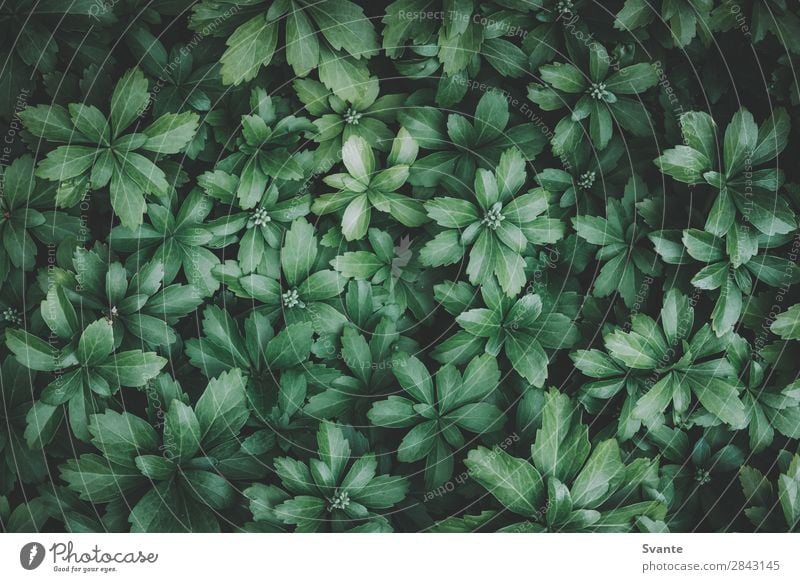 Top view of green leaves Nature Plant Leaf Foliage plant Wild plant Garden Esthetic Green Background picture Neutral Background Colour photo Copy Space left