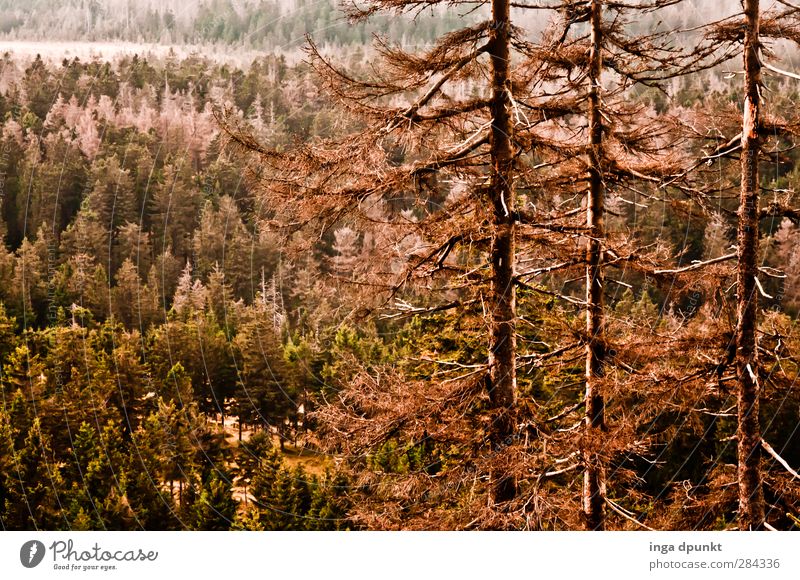 spruce forest Environment Nature Landscape Plant Tree Forest Spruce forest Coniferous trees Coniferous forest Harz Highlands Mountain Saxony-Anhalt Bark-beetle