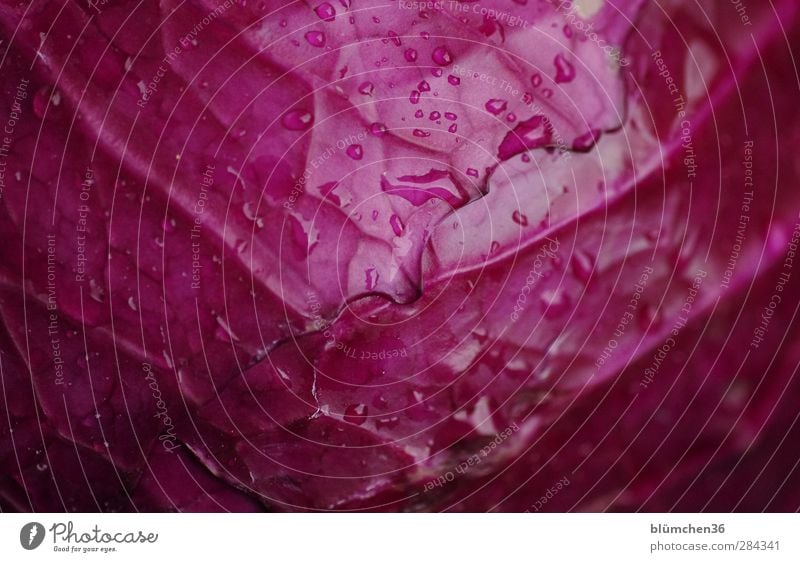 There's red cabbage today. Food Vegetable Red cabbage Red cabbage leaf Cabbage Nutrition Vegetarian diet Plant Agricultural crop Garden Eating Growth Fresh