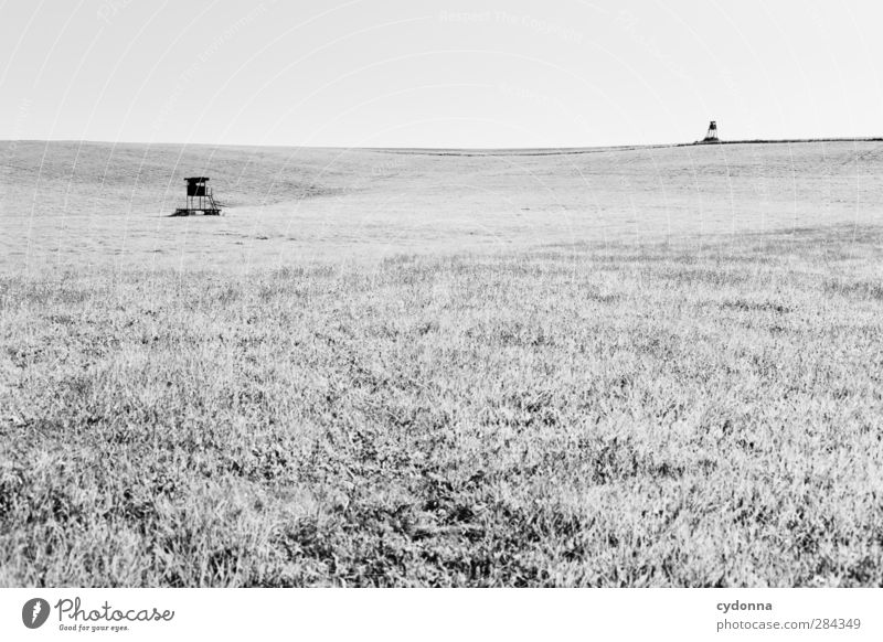 hunting duel Environment Nature Landscape Cloudless sky Summer Meadow Field Esthetic Relationship Loneliness Discover Expectation Freedom Threat Horizon