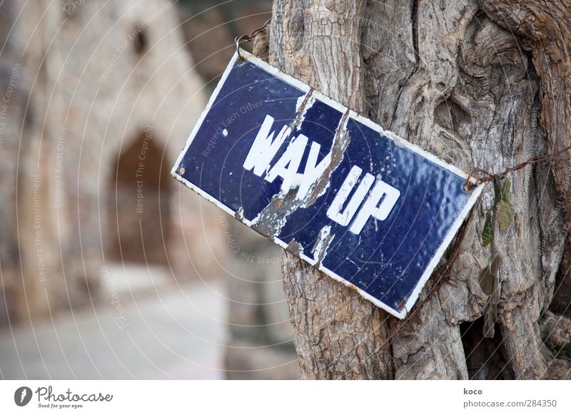 way up Economy Business Career Success Tree Wood Metal Sign Characters Signs and labeling Hang Old Sustainability Trashy Blue Brown White Optimism Power