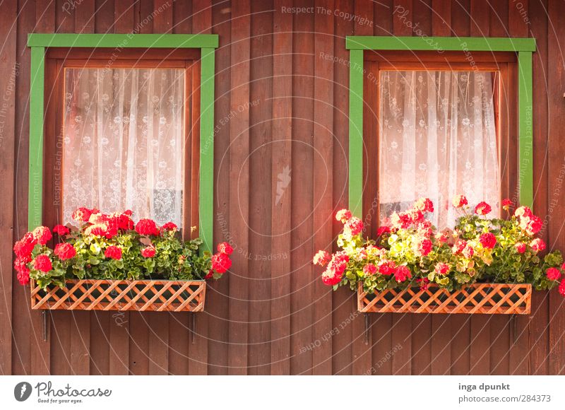 beautiful misery (II) Harz Saxony-Anhalt House (Residential Structure) Vacation home Germany Highlands Window Window box Window board Beautiful Village Idyll