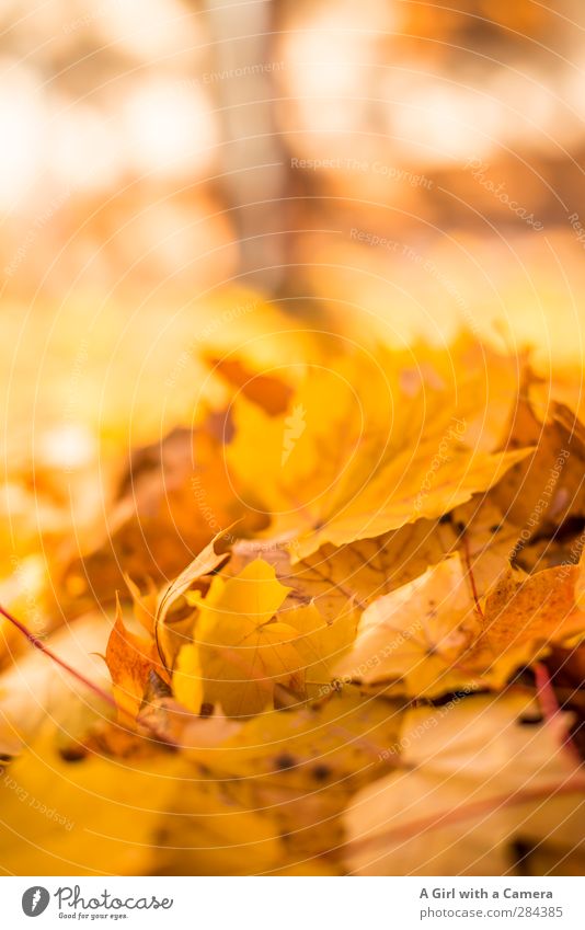 beauty in dying Nature Plant Autumn Beautiful weather Leaf Dry Gold Autumn leaves Heap Maple tree Death Colour photo Multicoloured Exterior shot Close-up