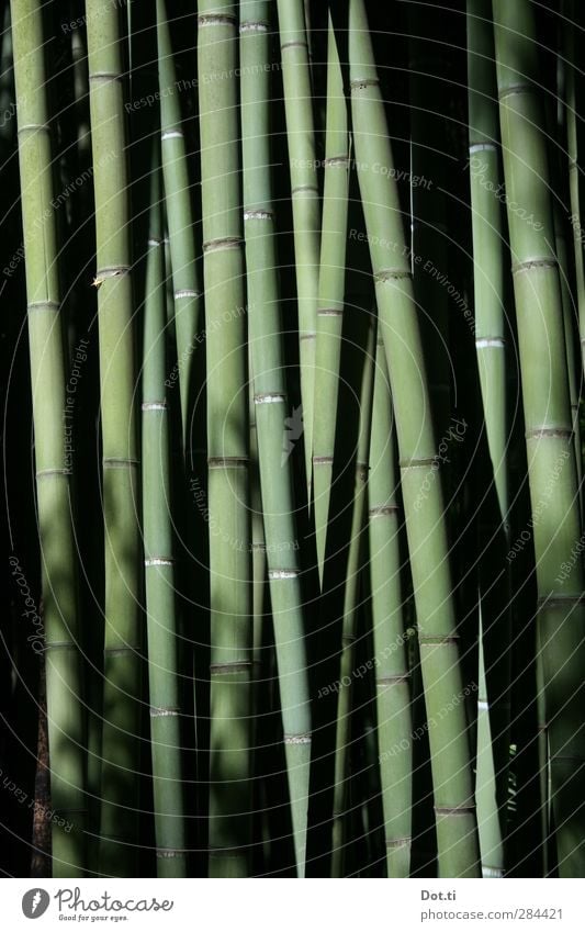 Bamboo forest Nature Plant Agricultural crop Exotic Strong Green Stalk Bamboo stick Elastic Stability bamboo forest Virgin forest Narrow Asia Colour photo