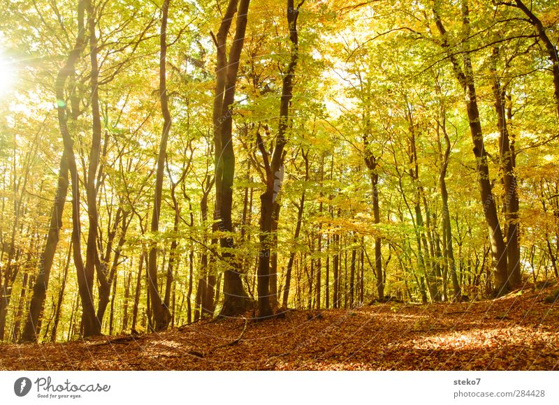 blade change Autumn Tree Forest Bright Warmth Brown Yellow Gold Nature Change Beech wood Deciduous forest Leaf canopy Colour photo Exterior shot Deserted Day