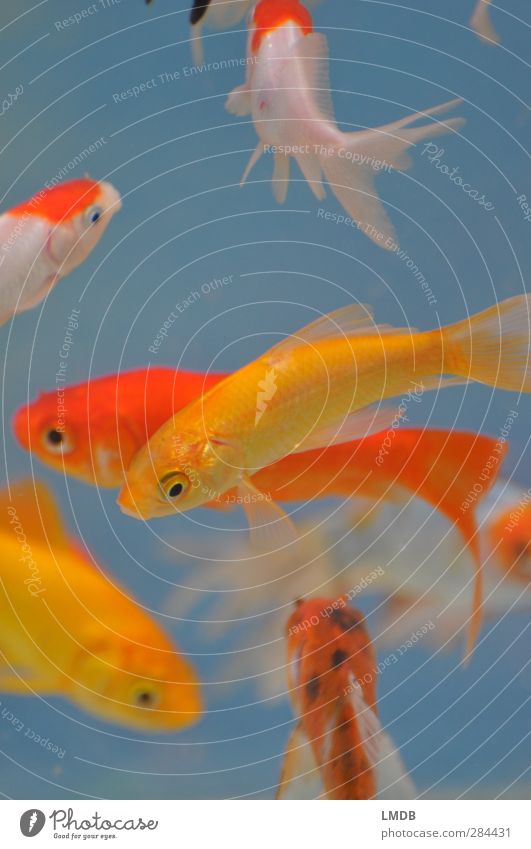 There art plenty fish in the *tank* Animal Pet Fish Scales Aquarium Group of animals Yellow Orange Goldfish White tumble Fin Full hustled Swimming & Bathing
