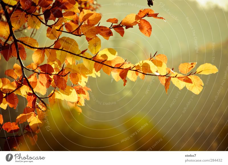 autumn glance Nature Autumn Tree Leaf Brown Yellow Gold Transience Change Beech tree Twig Colour photo Exterior shot Deserted Copy Space bottom Isolated Image