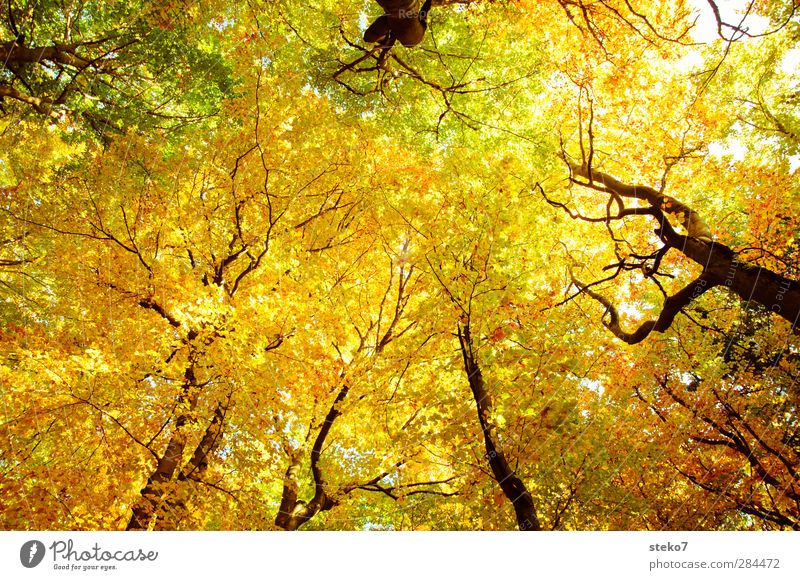 autumn sky Nature Autumn Beech wood Beech tree Forest Tall Above Warmth Yellow Gold Green Relaxation Transience Change Leaf Leaf canopy Colour photo