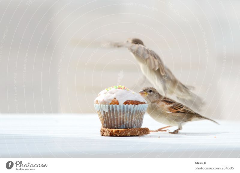 theft bit Food Dough Baked goods Cake Dessert Nutrition Breakfast To have a coffee Animal Wild animal Bird 2 Flying Delicious Curiosity Sweet Sparrow To feed