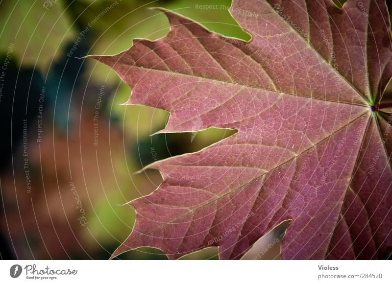 canadian autumn Nature Plant Leaf Forest Natural Moody Autumn leaves Autumnal Maple leaf Maple tree Structures and shapes Colour photo Exterior shot