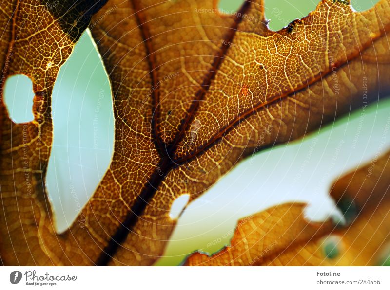 Here we go: AUTUMN Environment Nature Plant Autumn Leaf Near Natural Brown Rachis Autumnal Hollow Colour photo Multicoloured Exterior shot Close-up Detail