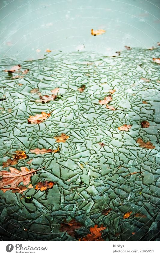 art of refrigeration Nature Elements Water Winter Climate change Ice Frost Leaf Autumn leaves Lakeside Pond Ornament Line Freeze Esthetic Authentic Exceptional