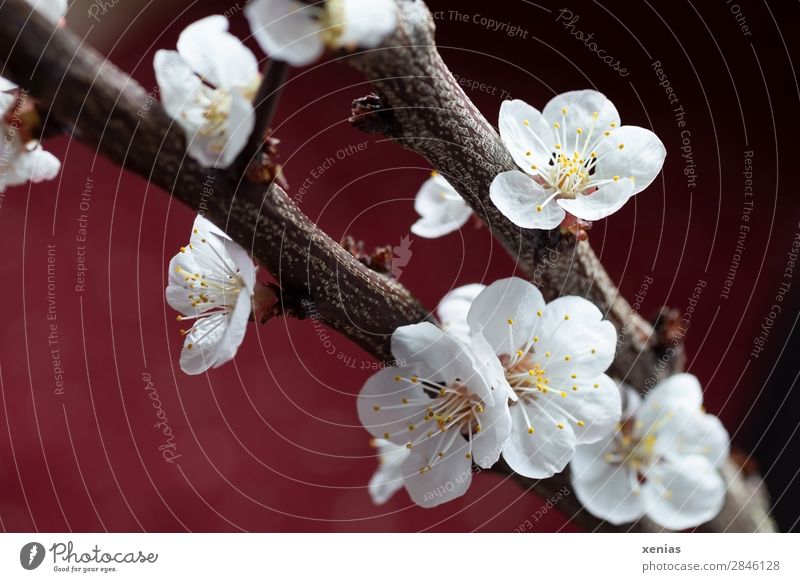 Branches with peach blossoms Spring Tree Blossom Twig Peach blossom Blossoming Soft Brown Yellow Red White Calm Wellness Delicate Graceful rosaceae Colour photo