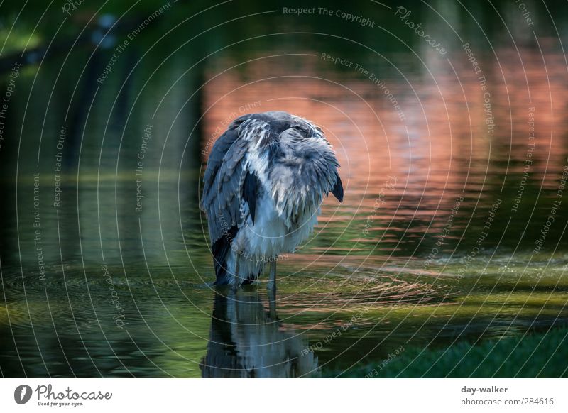 hang out Water Summer Beautiful weather Waves Animal Wild animal Bird Zoo 1 Sleep Green Red Grey heron Feather Colour photo Multicoloured Exterior shot Deserted