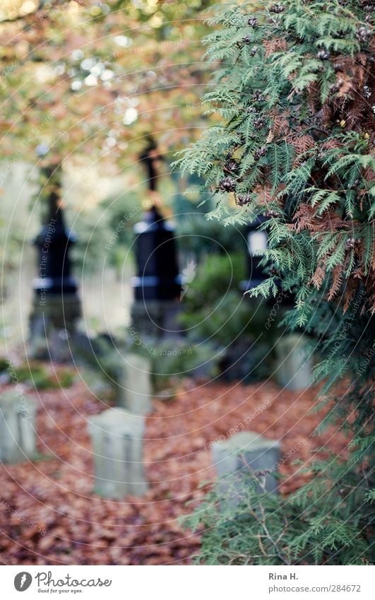 Remembrance II Autumn Tree To dry up Emotions Religion and faith Pain Grief Sadness Transience Lose Cemetery Tombstone Leaf Colour photo Exterior shot Deserted
