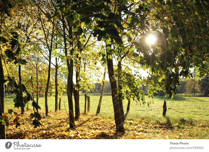october day Nature Landscape Plant Animal Sun Sunrise Sunset Sunlight Autumn Weather Beautiful weather Tree Grass Bushes Park Meadow Field Forest Bright Brown