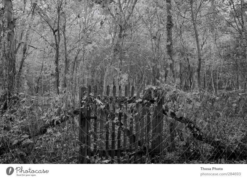 old garden Environment Nature Autumn Winter Old Sharp-edged Survive Forest Fence Wood board lollop plants Lock Closed Black & white photo Central perspective